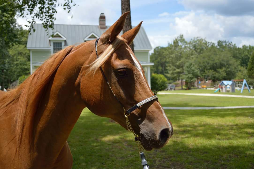 FB_IMG_1457313041279