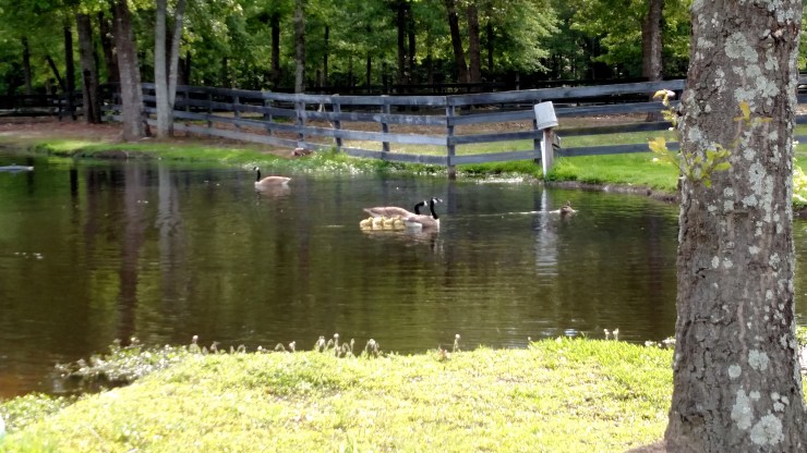 IMG_20180427_171643502